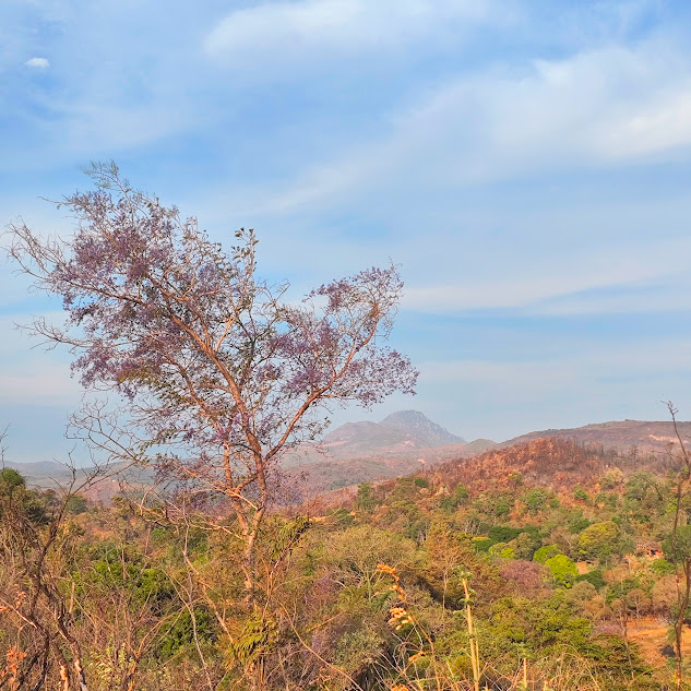 Sucupira-do-cerrado florido.