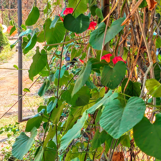 Folhas e flores da ipomeia-africana.