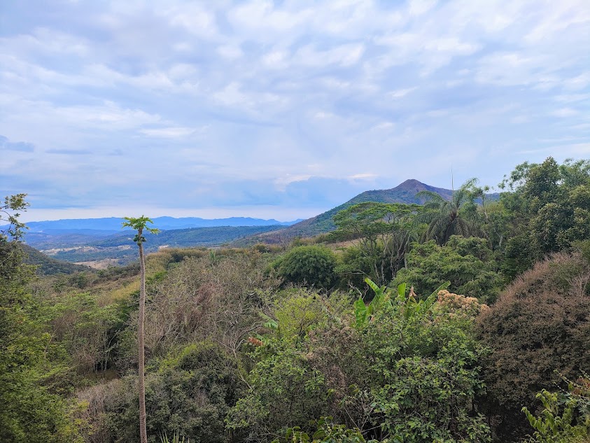 Vegetação florestal no MONA Serra da Piedade.