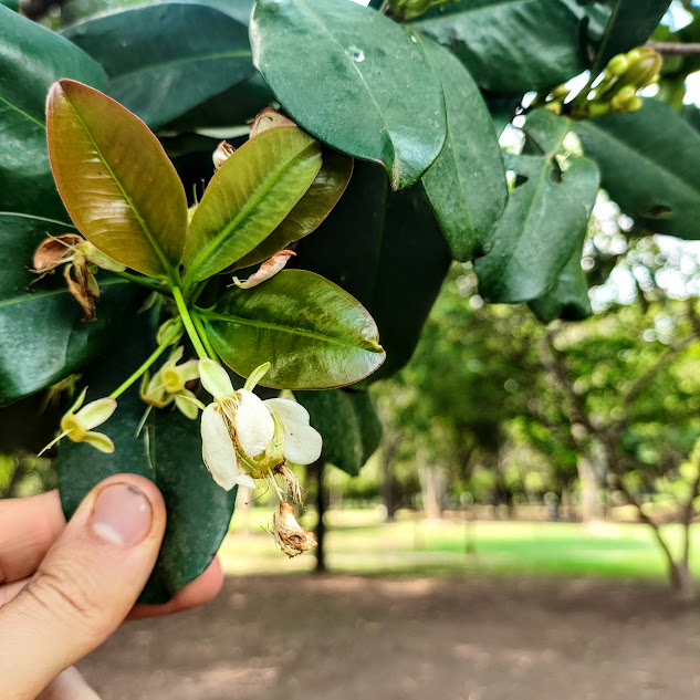 Flor da grumixama.