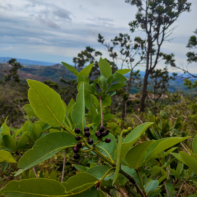 Folhas e frutos do joão-mole.