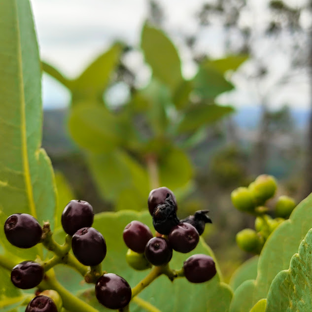 Frutos do joão-mole.