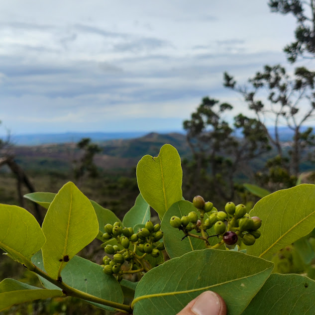 Folhas e frutos do joão-mole.