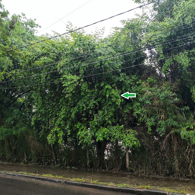 Arvoreta de grão-de-galo.