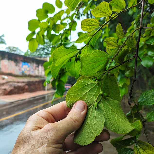 Folhas e frutos imaturos do grão-de-galo.