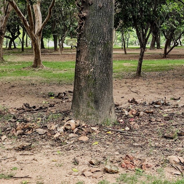 Frutos do abricó-de-macaco.