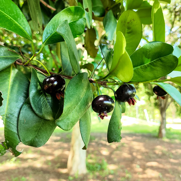 Frutos da grumixama.