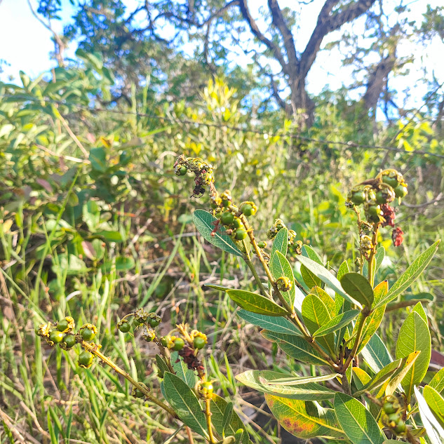 Frutos do murici-mirim