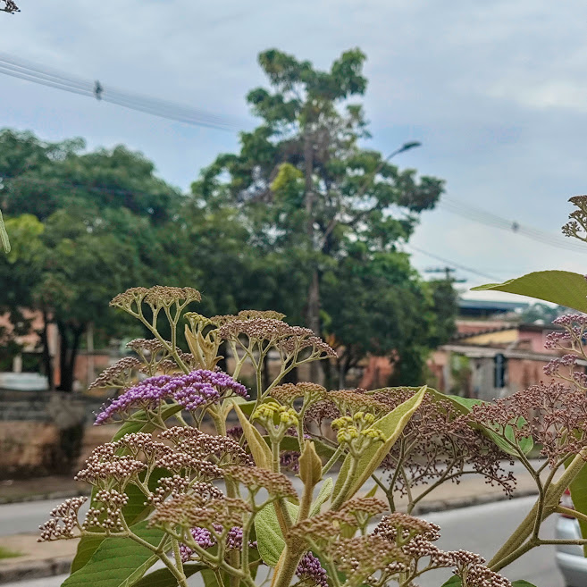 Inflorescência da calicarpa.