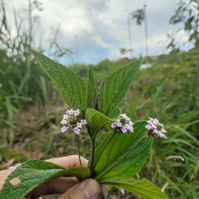 Folhas e das inflorescências do cambará-rugoso.