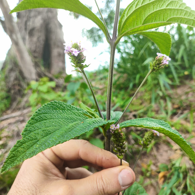 Folhas e inflorescência do cambará-rugoso.