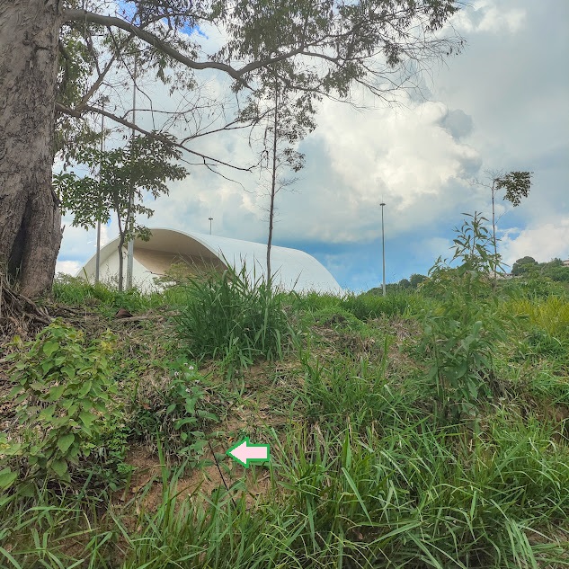 Camabrá-rugoso em área florestal