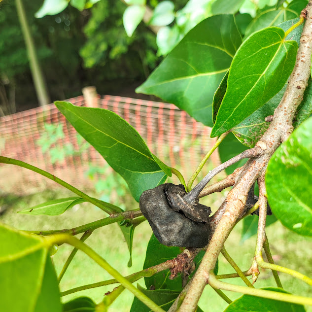 Fruto do pau-rosa-do-pacífico.