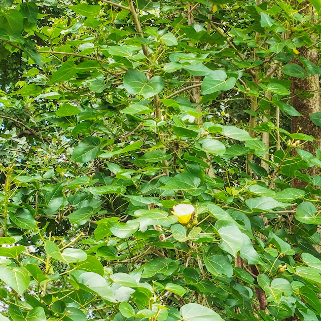 Flor do pau-rosa-do-pacífico.