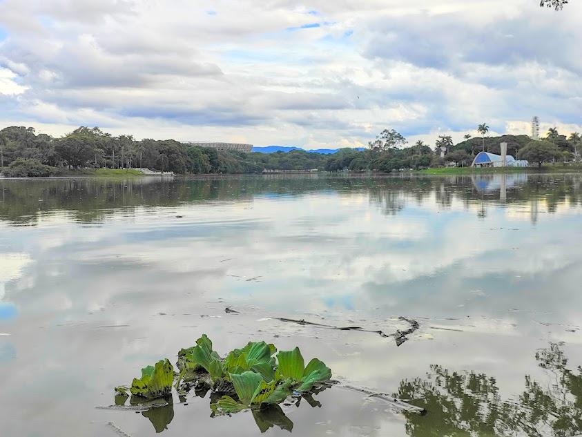 Alface-d'água na Lagoa da Pampulha.