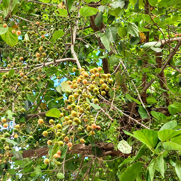 Frutos do catuteiro.