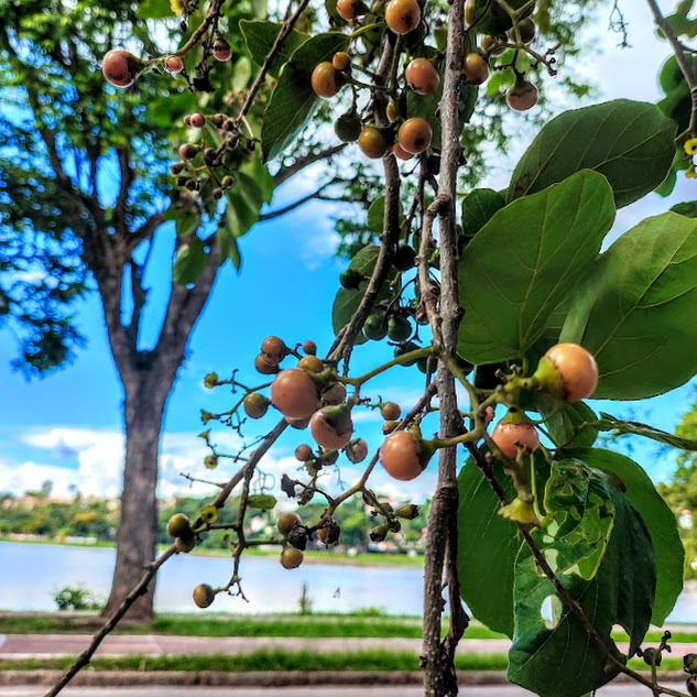 Frutos do catuteiro.