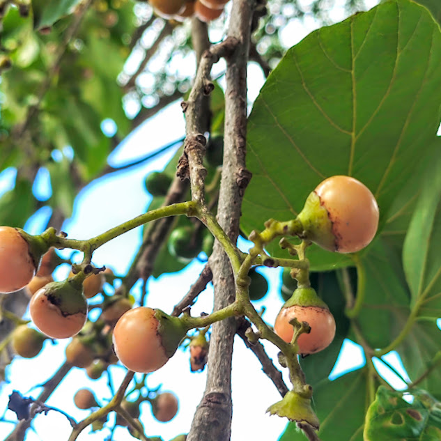 Frutos do catuteiro.