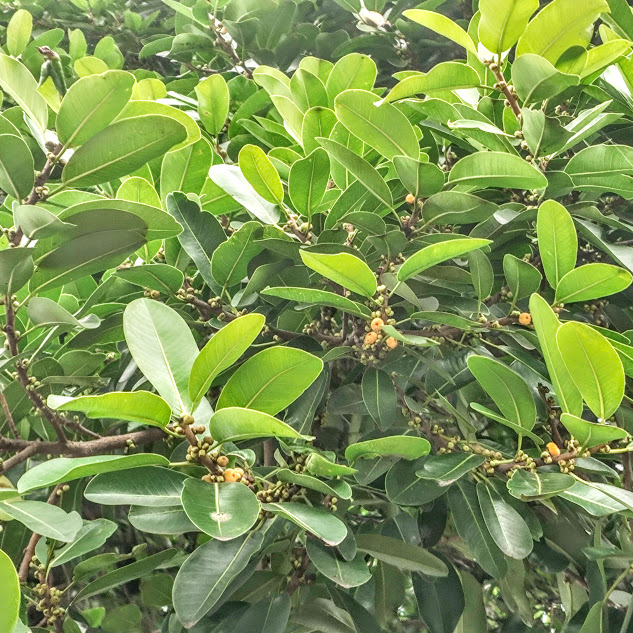 Folhas e frutos da figueira-vermelha.