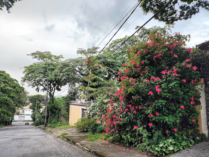 Arbusto de mussaenda-vermelha-trepadeira,