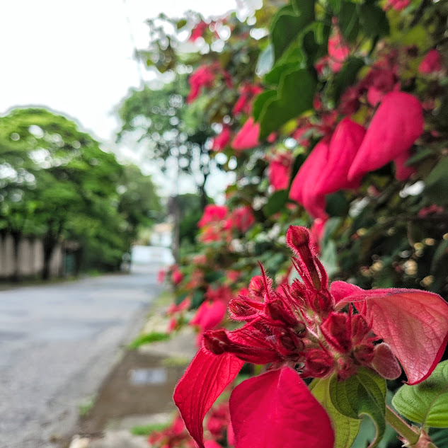 Mussaenda-vermelha-trepadeira.