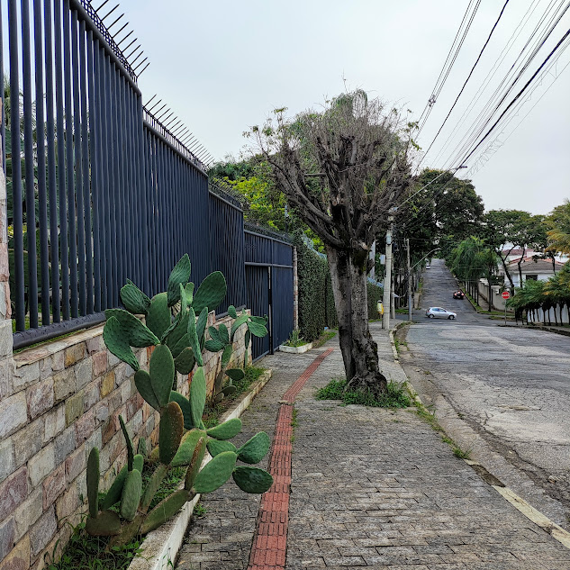 Palma-doce em frente a residência.