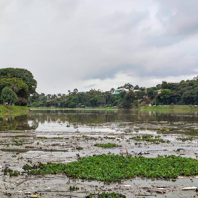 Maciço de alfaces-d'água na Lagoa da Pampulha.