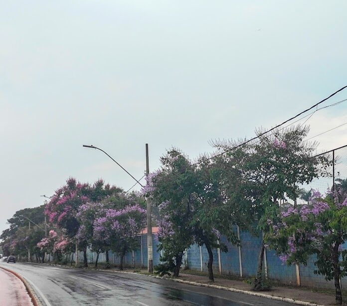 Sequência de resedás-graúdos.