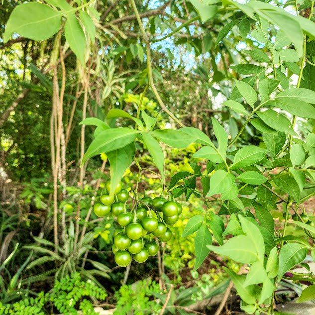 Folhas e frutos da trepadeira-doce-amarga.