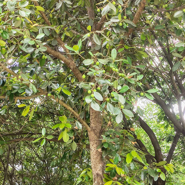 Tronco, folhas e frutos do guanandi.