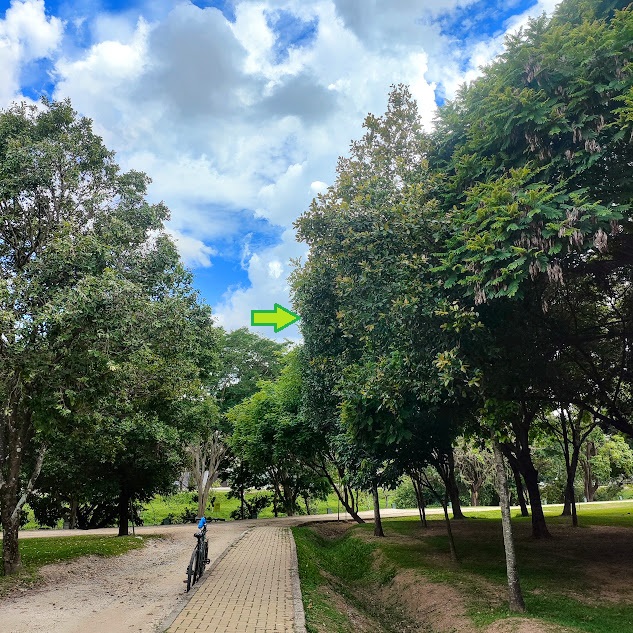 Árvores de guanandi.