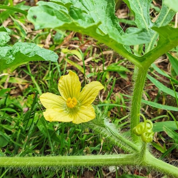 Flor da melancia