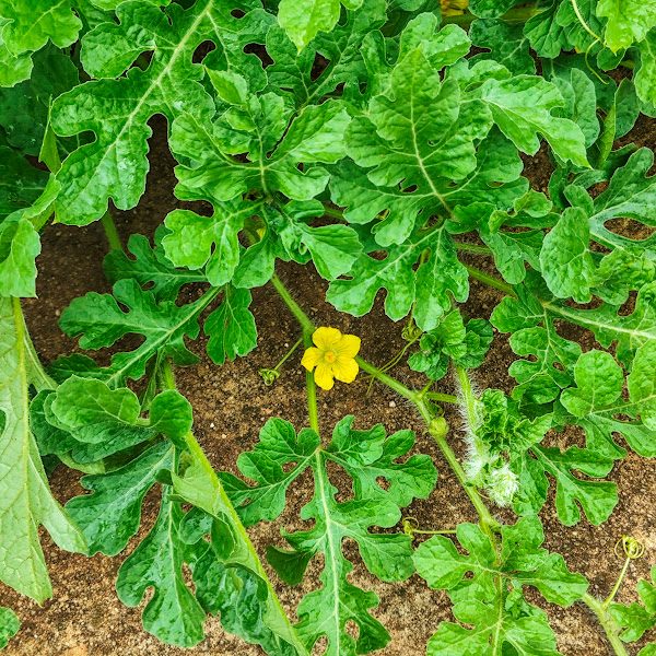 Folhas e flor da melancia.