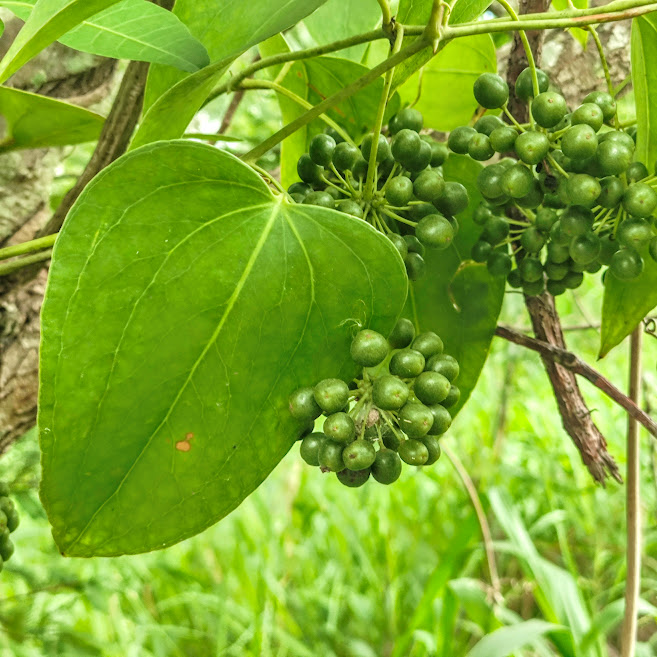 Frutos da salsaparrilha.