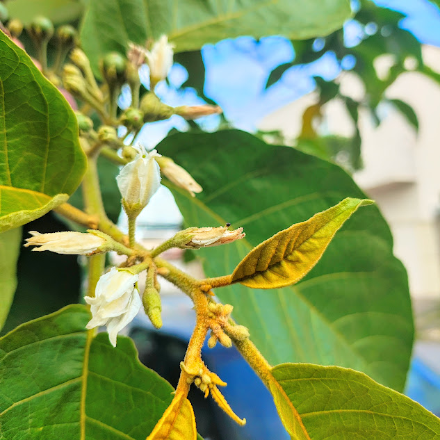 Folha jovens e flores da jurubeba.