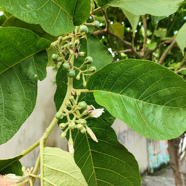 Folhas, flores e frutos da jurubeba.