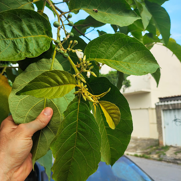 Ramo e folhas da jurubeba.