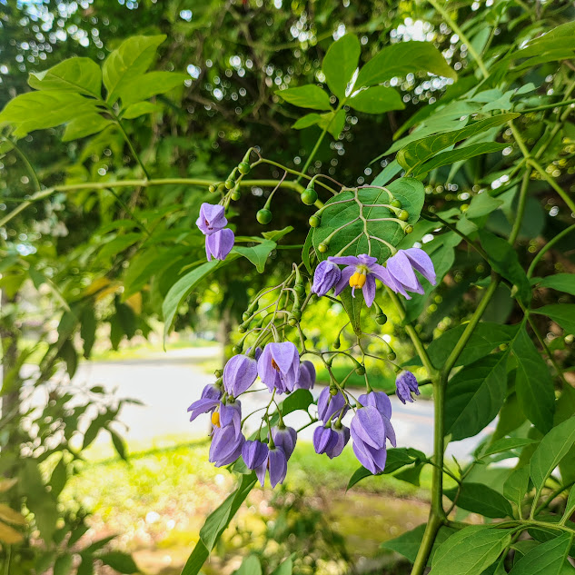Flores da trepadeira-doce-amarga.