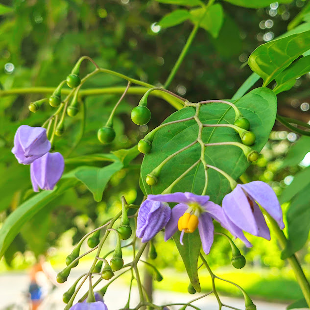 Flores e frutos da trepadeira-doce-amarga.