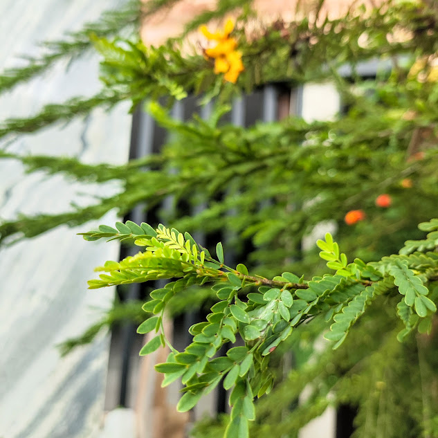 Cássia baiana (Senna polyphylla)