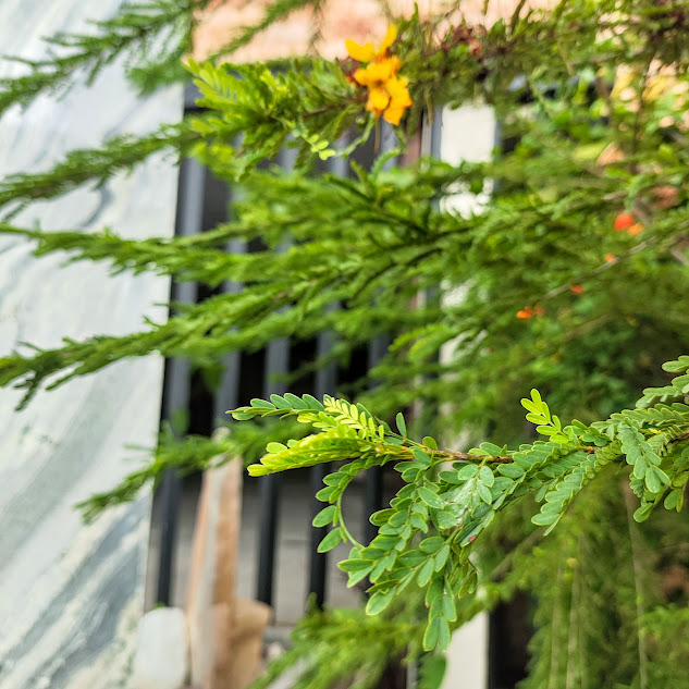 Cássia baiana (Senna polyphylla)