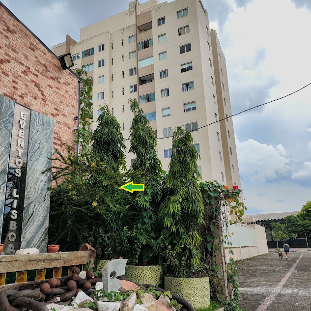 Arbusto ou árvore de cássia-baiana.