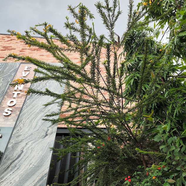 Ramos da cássia-baiana.