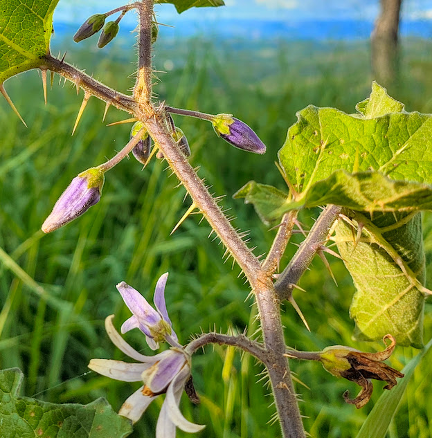 Flores e espinhos do joá-bravo.