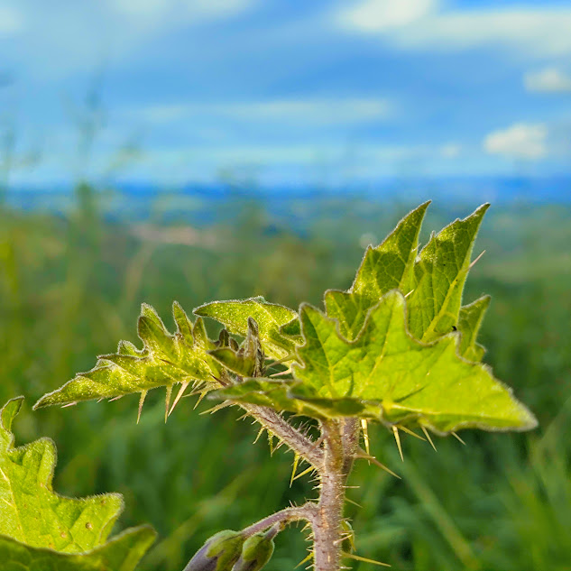 Folhas e espinhos do joá-bravo.