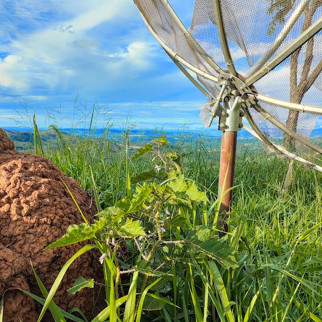 Joá-bravo em área elevada.
