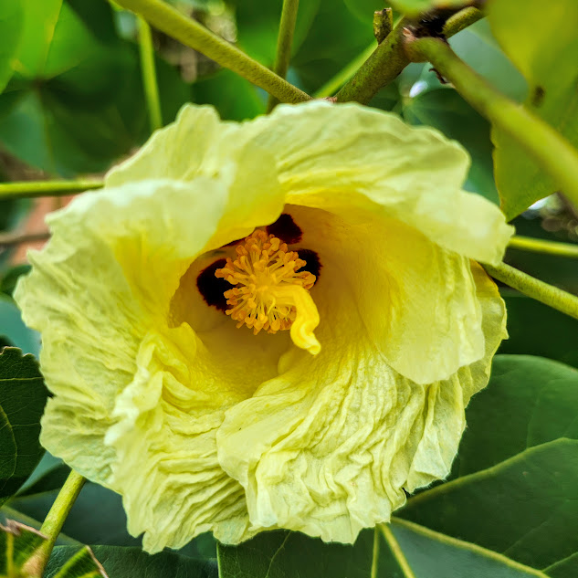 Flor do pau-rosa-do-pacífico.