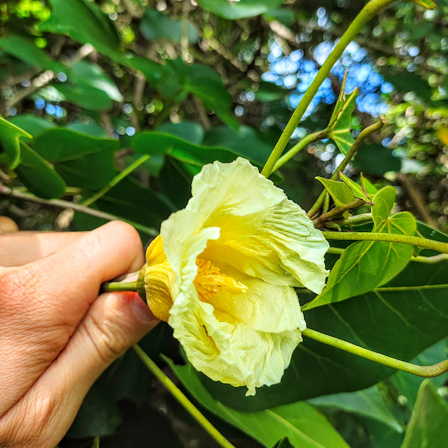 Flor do pau-rosa-do-pacífico.