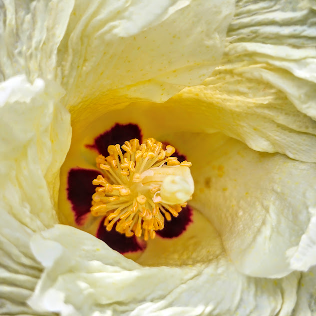 Detalhe do interior da flor do pau-rosa-do-pacífico.