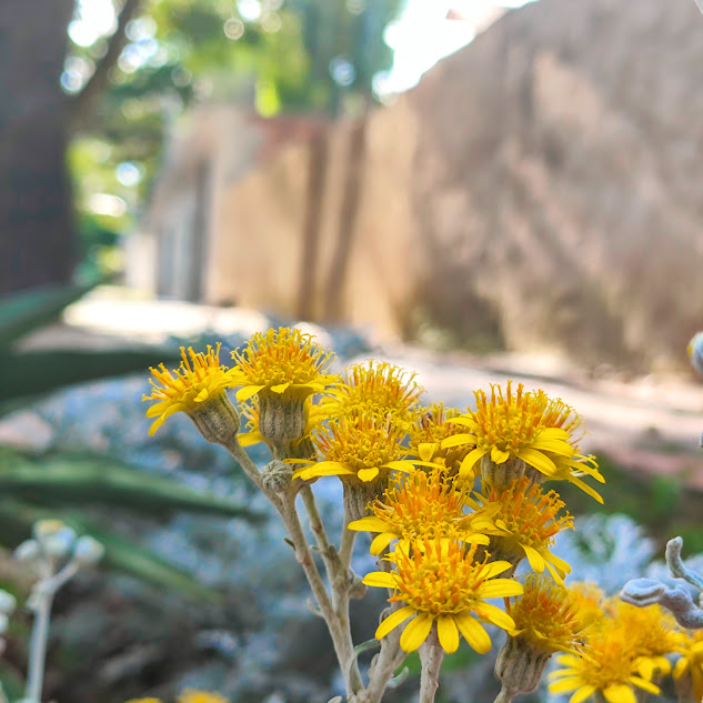 Flores da cinerária-marítima.